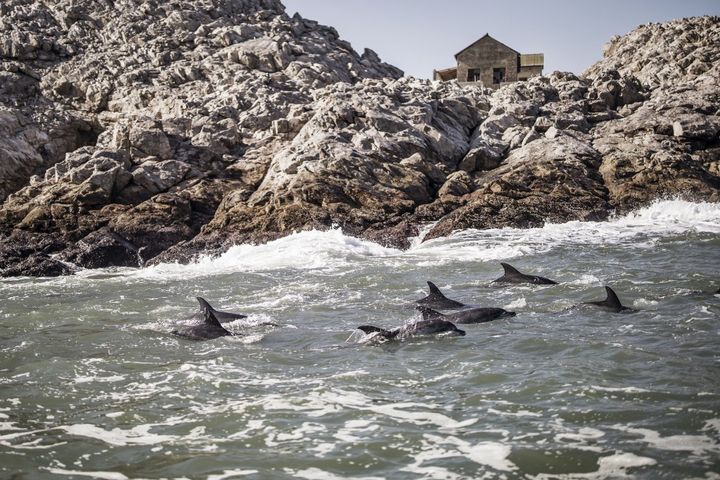 Groupe de dauphins dans les eaux de la réserve marine de l'île Sainte-Croix dans la baie d'Algoa en Afrique du Sud. (MARCO LONGARI / AFP)