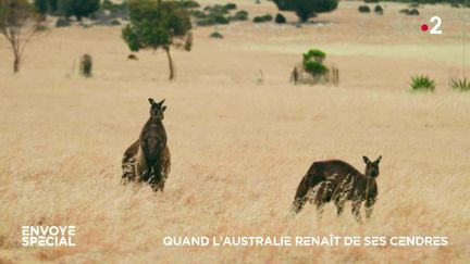 Quand l’Australie renaît de ses cendres (ENVOYE SPECIAL / FRANCE 2)