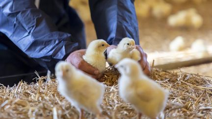 Des poussins dans un élevage de&nbsp;Tennie&nbsp;(Sarthe), le 29 septembre 2021. (VINCENT ISORE / MAXPPP)