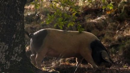 Pays basque : les cochons, stars de la vallée des Aldudes