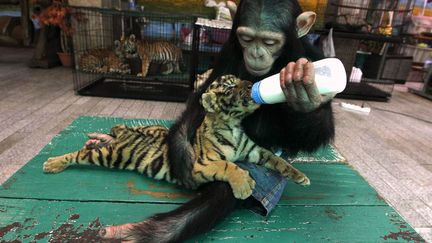 Un champanz&eacute; de 2 ans donne le biberon &agrave; un b&eacute;b&eacute; tigre dans un zoo de Bangkok (Tha&iuml;lande), le 30 juillet 2011. (SUKREE SUKPLANG / REUTERS)