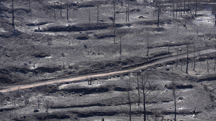 Des arbres brûlés après l'incendie qui a ravagé le massif de Troodos à Chypre, le 4 juillet 2021. (PETROS KARADJIAS / AP)