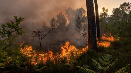 Un incendie dans une forêt à Guillos, en Gironde, le 13 juillet 2022.


 (PIERRE LARRIEU / HANS LUCAS / AFP)