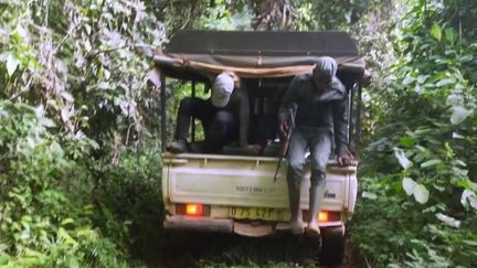 Côte d'Ivoire : deux chercheurs français à la recherche des léopards dans la forêt de Taï (France 2)