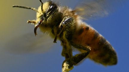 Pour protéger les abeilles, une entreprise américaine s'est lancé dans la production de miel vegan. (PATRICK T. FALLON / AFP)