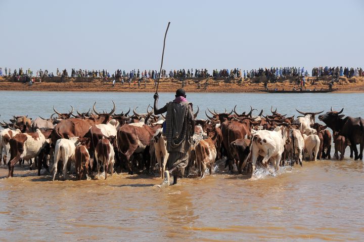 Transhumance au Mali avec la traversée de la rivière Bani (photo prise le 11 mars 2018). (MICHEL RENAUDEAU / ONLY WORLD)