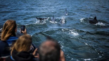 Des dauphins du fleuve Tage (Portugal). (PATRICIA DE MELO MOREIRA / AFP)