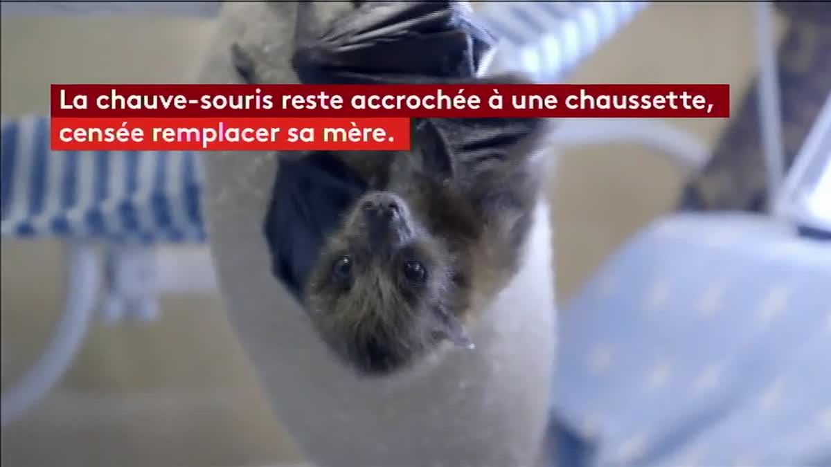 Video Etats Unis Un Bebe Chauve Souris Sauve En Californie