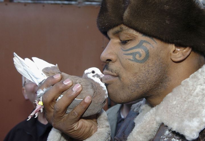 L'ancien boxeur Mike Tyson embrasse un pigeon lors d'une visite à Walsall, en Angleterre, le 18 novembre 2005. (GETTY IMAGES EUROPE)