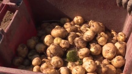 Agriculture : la bonnotte, une pomme de terre primeur d’exception cultivée à Noirmoutier