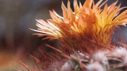 Le trafic de plantes grasses concerne notamment les plantes et les cactus venus de zones désertiques et qui sont pour beaucoup protégés au niveau international. (France 2)