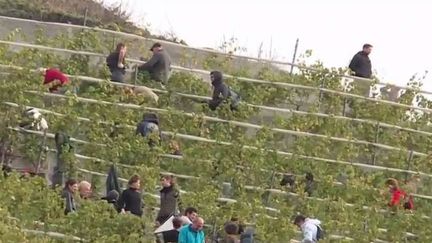 Un terril de Haillicourt, dans le Pas-de-Calais, a été transformé en vignes. Une production qui date du Moyen-Age et qui a été remise au goût du jour. (France 3)