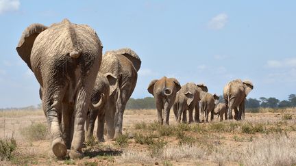 Espèces menacées : 182 pays réunis à Genève contre le trafic d'animaux