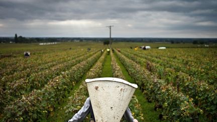 Des vignes à Volnay (Côte-d'Or). (JEFF PACHOUD / AFP)