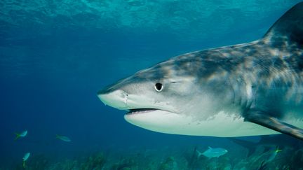 Le requin tigre (photo) et le requin bouledogue sont les deux principales esp&egrave;ces impliqu&eacute;es dans les attaques &agrave; La R&eacute;union.&nbsp; (IMAGE SOURCE / AFP)