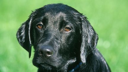 Le Parlement reconna&icirc;t d&eacute;finitivement que les animaux sont dou&eacute;s de sensibilit&eacute;, mercredi 28 janvier. (  MAXPPP)