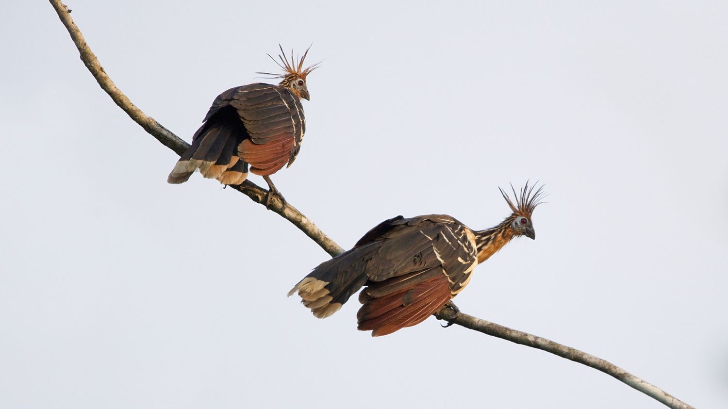 El hoatzin, ave extraterrestre