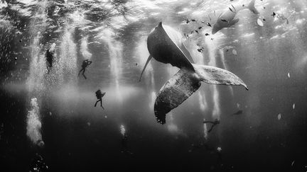 Plong&eacute;e avec une baleine &agrave; bosse et son baleineau autour de Roca Partida, &agrave; Revillagigedo, au Mexique. Les &icirc;les de cette r&eacute;gion du Mexique demandent &agrave; &ecirc;tre class&eacute;s au patrimoine naturel de l'Unesco, ce qui permettrait de prot&eacute;ger les animaux marins de la p&ecirc;che ill&eacute;gale. National Geographic Contest&nbsp; (ANUAR PATJANE)