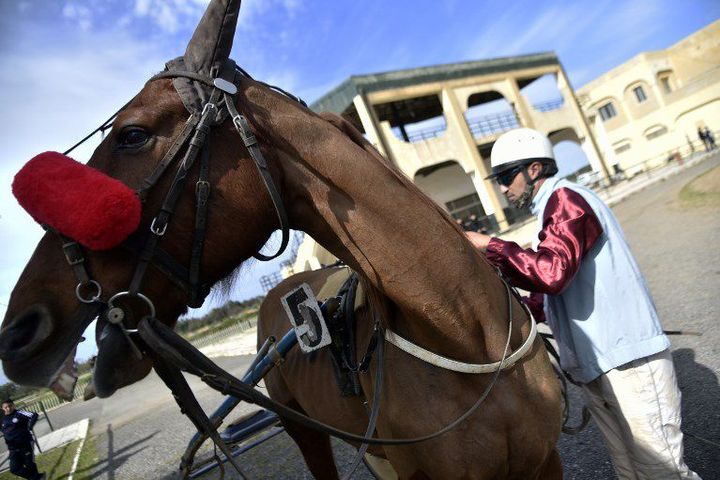 Un jockey et son cheval à l'hippodrome du Caroubier le 29 mars 2018  (RYAD KRAMDI / AFP)