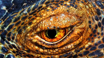 Un iguane. (JOEL SARTORE / NATIONAL GEOGRAPHIC / CATERS NEWS AGENCY / SIPA)