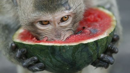 Un singe se d&eacute;lecte d'une past&egrave;que dans le temple&nbsp;Phra Prang Sam Yod&nbsp;&agrave;&nbsp;Lopburi (Tha&iuml;lande), le 30 novembre 2014. (MAXPPP)