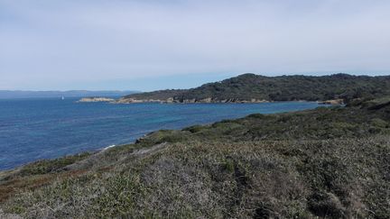 Le littoral de l'île de Porquerolles (Var). (SOPHIE GLOTIN / RADIOFRANCE)