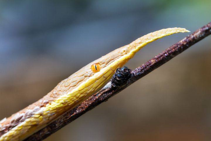 Le serpent feuille, dont le nez joue un rôle dans la camouflage et l'attraction des proies. (DENNISVDW / ISTOCKPHOTO)