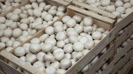 Santé : attention à l'intoxication aux champignons