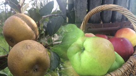  (Chantecler, Melrose et Calville, pomme patte de loup, variétés anciennes de pommes  © Laurent Mariotte)