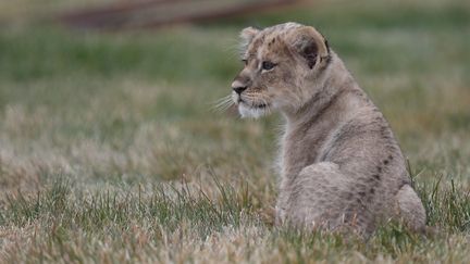 Un bébé lion au zoo Metropolitan Municipality de Kayseri (Turquie), le 25 décembre 2017. (SERCAN KUCUKSAHIN / ANADOLU AGENCY / AFP)