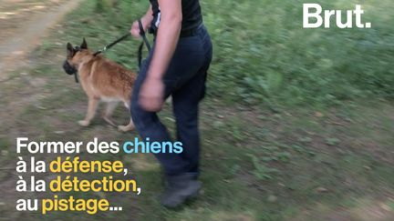 VIDEO. Comment les chiens policiers sont-ils formés en France ?VIDEO. Comment les chiens policiers sont-ils formés en France ? (BRUT)