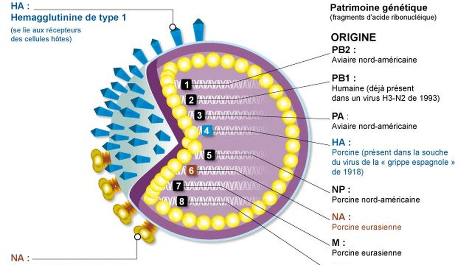 diagramme de pneumonie virale