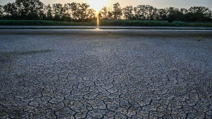 Un étang asséché à Villars-les-Dombes (Ain) dans le centre-est de la France, le 24 juillet 2019 (PHILIPPE DESMAZES / AFP)