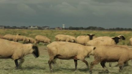 Baie de Somme : à la rencontre des éleveurs d'agneaux de prés salés