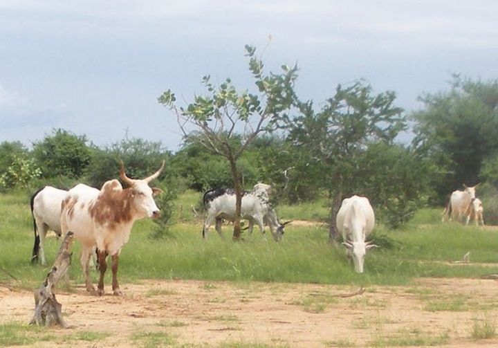 Pâture d’un troupeau de zébus dans le sud du Gourma (Burkina Faso) lors de la saison des pluies.  (Pierre Hiernaux)