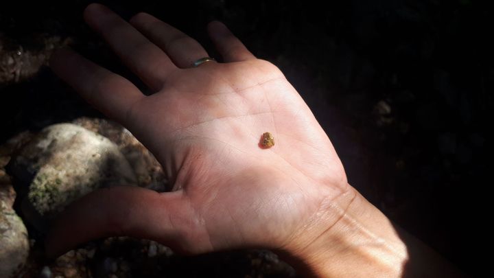 Un quartz enrobé d’or trouvé lors d’une séance d’orpaillage dans la rivière la Burande, dans le Puy-de-Dôme. (FARIDA NOUAR / RADIO FRANCE)