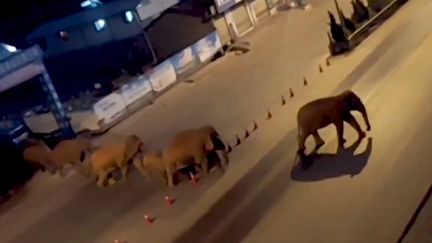 Capture écran d'une vidéo des éléphants diffusée par l'agence de presse Reuters.&nbsp; (CAPTURE ECRAN VIDEO REUTERS)