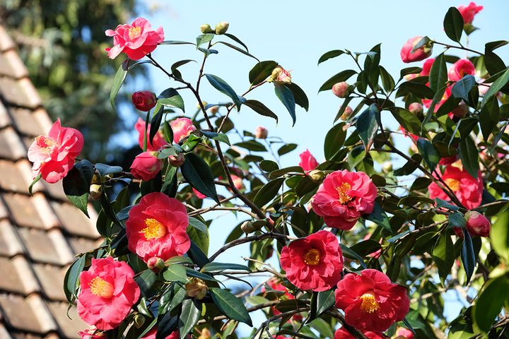 Camellia japonica 'Guilio Nuccio'. Ses grosses fleurs sont d'un beau rouge vermillon.&nbsp; (ISABELLE MORAND / DIDIER HIRSCH / RADIO FRANCE / FRANCE INFO)