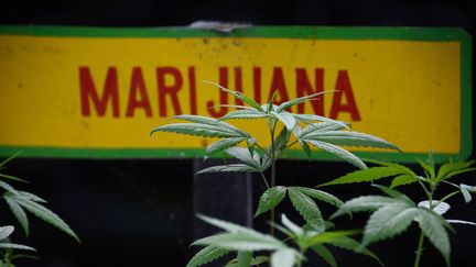 Un plan de maijuana au musée de Bob Marley à Kingston (Jamaïque). (ROBYN BECK / AFP)