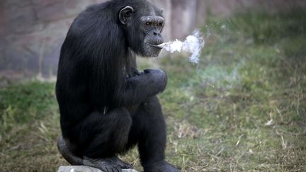 Le chimpanzé Azalea du zoo de Pyongyang (Corée du Nord), 19 octobre 2016. (WONG MAYE-E / SIPA)