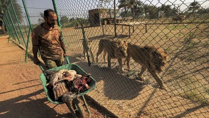 Othmane Salih et les bénévoles sont obligés de mettre la main à la poche pour nourrir les animaux et acheter plus de 100 kilos de viande par jour. "Cinq à dix kilos de viande quotidiens sont nécessaires à chacun de ces félins, ainsi qu'à une petite meute de hyènes qui ont leur propre espace grillagé à ciel ouvert", explique l’un d’entre eux. &nbsp; (ASHRAF SHAZLY / AFP)