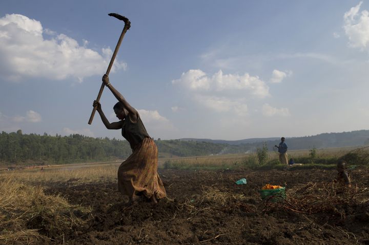 Une femme travaillant dans un champ près de Ngozi (nord du Burundi) le 20 juillet 2015. (PHIL MOORE / AFP)