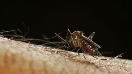 Dengue : La Réunion déclenche le niveau 4 du plan Orsec