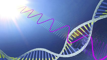 Une illustration représentant&nbsp;l'ADN endommagé par des rayons&nbsp;UV. (CHRISTOPH BURGSTEDT/SCIENCE PHOTO LIBRARY / AFP)