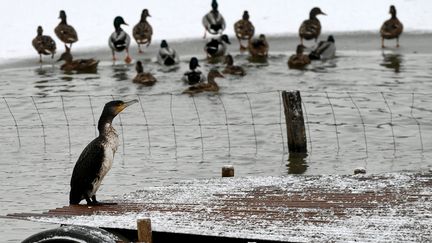 Des canards et cormorans dans une commune du département de l'Ain, le 12 janvier 2021.&nbsp; (MAXPPP)