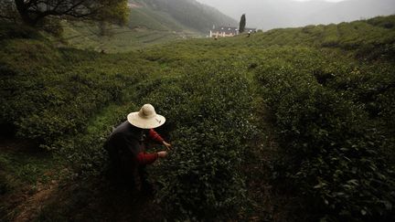 Feuilles de thé : alerte aux pesticides