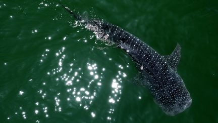 Un requin-baleine photographié au large du Mexique. (GUILLERMO ARIAS / AFP)