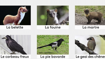 Belette, renard... ces animaux font partie d’une liste et sont considérés comme nuisibles, que l’on peut traquer et tuer. Ce qui n’est pas du goût de plusieurs associations de protection. (FRANCE 3)