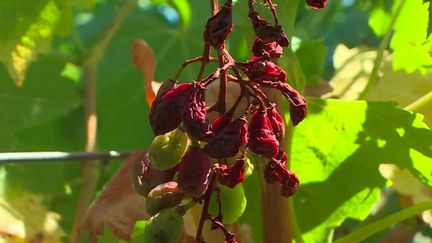 Sécheresse : la chaleur, nouvel ennemi du raisin