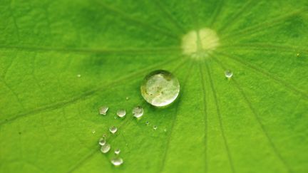 Gouttes de pluie sur feuille de lotus. Dans la nature, la feuille de lotus est super hydrophobe, les gouttes d'eau ne s'accrochent pas, et&nbsp;ces gouttes d'eau emportent sur leur passage les saletés et les bactéries. C'est une surface autonettoyante.&nbsp;(Illustration) (PATRICKLEE / MOMENT RF / GETTY IMAGES)